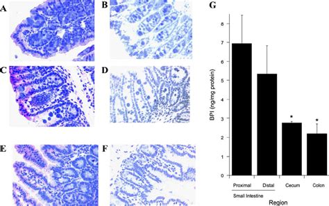 bpi colon photos